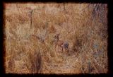 The shy dik diks