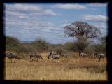 More gnus