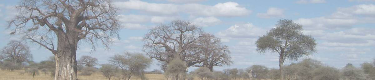 Encounter with Baobabs