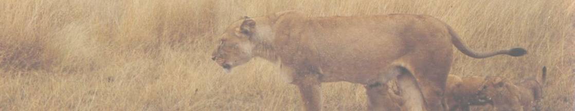 Encounter with a Lioness